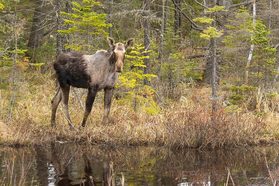 Yearling moose in Algonquin Provincial Park