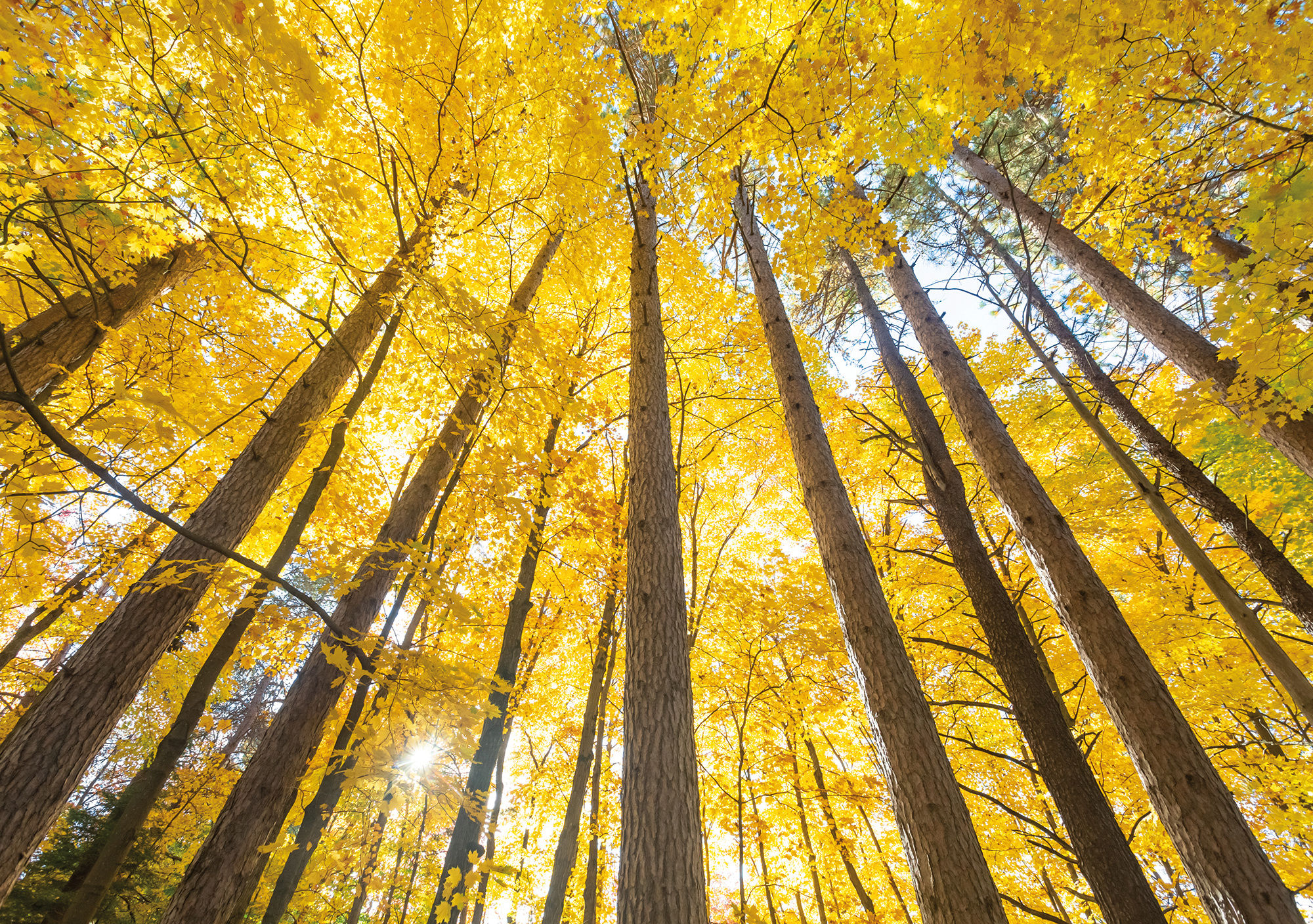 Towering Trees Greeting Card