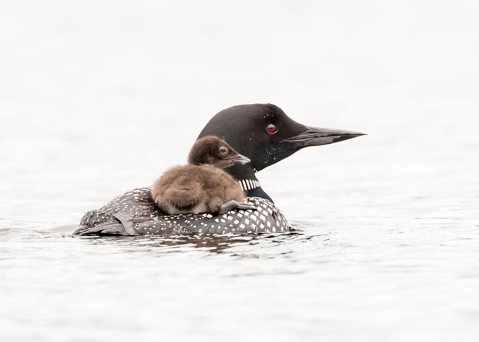 Hitching a Ride Greeting Card