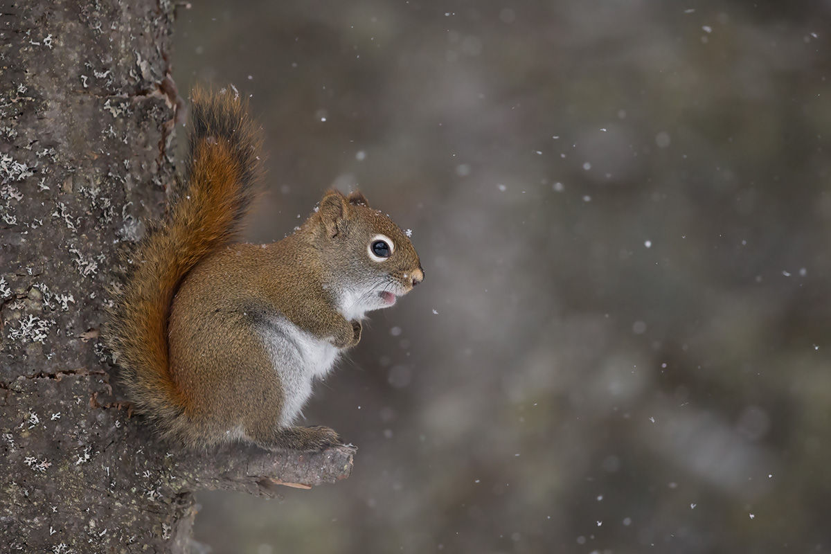 The Squirrel and The Snowflake