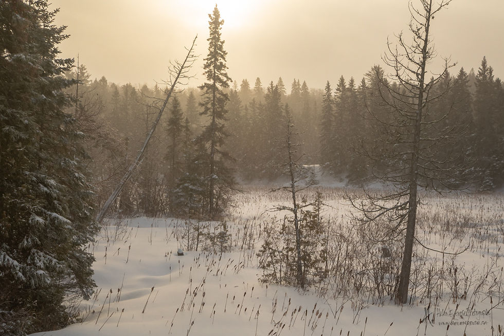 Snowstorm Sunrise