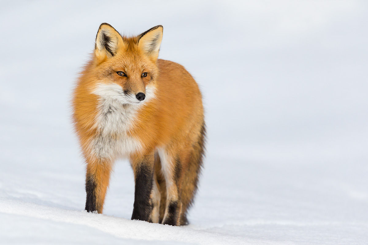Winter Fox