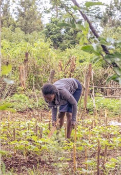 Mobilizing the Grassroots for Environmental Action through Eco Champions: Lessons from the Anglican Communion