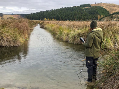 Fishy origins: how to protect īnanga spawning zones in 6 steps