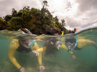 From Barrens to Forests: The Local Mission to Save Tutukaka’s Kelp
