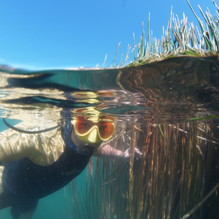 Strong Turnout at Kai Iwi Lakes Annual Snorkel