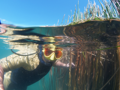 Strong Turnout at Kai Iwi Lakes Annual Snorkel