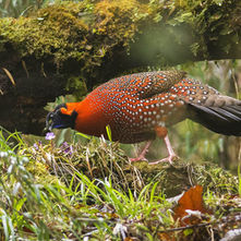 Red Tragopan Pheasant Bone Feather Jewelry