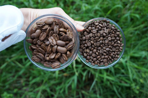 Maui Coffee is Fresh Roasted: Experience Paradise in Every Sip