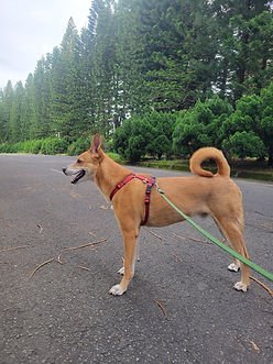 年幼遭棄養後又受欺負與驚嚇
​等家近十年仍樂觀迎人的呆呆