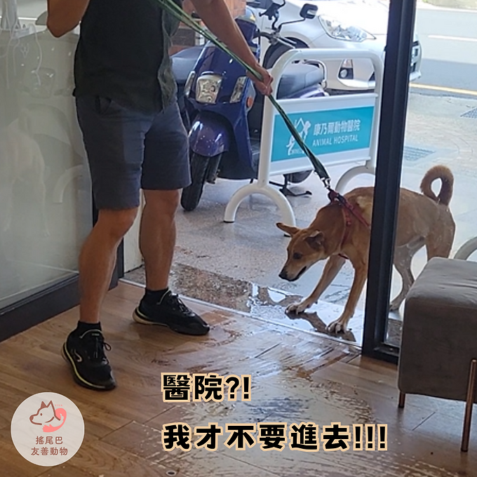 呆呆前幾天連續拉肚子、嘔吐,協會趕緊安排協助陪伴家庭帶呆呆就醫🏥。
考量到呆呆過去是有行為問題的狗狗,為了確保看診順利,前一晚便先請醫院開立穩定情緒的藥物💊;在藥物的幫助下,呆呆的確安定許多,但還是會稍微反抗😠。