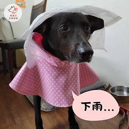 馬哥從去年3月開始由協會夥伴後援，一眨眼就這樣過了一年多😳。 

還記得馬哥剛到夥伴家時，常常尿在自己的床上🤦‍♀️，讓人類成天忙著在洗牠的東西；現在一天散步三至四次，如果下午沒時間遛牠或下雨🌨，就會在客廳一角鋪滿尿布墊，把馬哥用牽繩固定在那區讓牠尿尿。 

便便💩就比較麻煩了……下大雨的日子即便穿了雨衣，牠還是不太願意上（而且臉超臭），只能盡量抓緊雨停的那一下 下趕快帶牠出門。 

之後要梅雨季啦😬！所有家裡孩子討厭淋雨的毛爸毛媽們，一起加油吧…… 