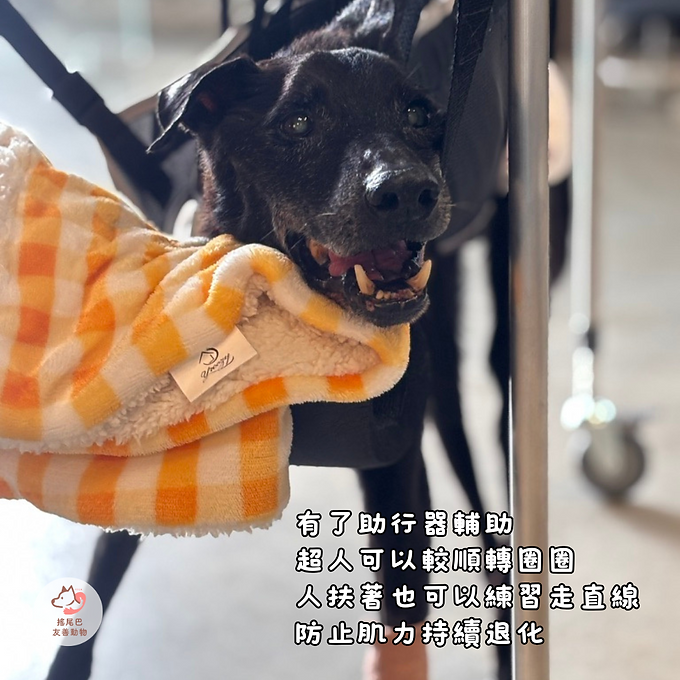 這天我們帶超人去試乘助行器，幫牠量身定做適合的尺寸，有人在旁邊輔助，超人今日也試著走直線復健，順利地正確使用後腳施力，不像之前單一方向繞圈時，重心只放在一隻前腳。

希望透過這些輔具，可以讓超人的肌力不退化那麼快🥹。