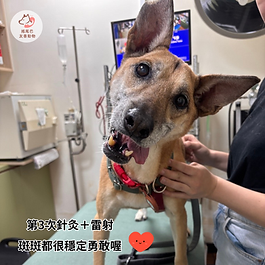 今天是斑斑第3次針灸治療，憨傻的斑斑對診所不太會排斥，頭歪歪地就走進去了😂。

斑斑現在除了頭仍然很歪以及有點軟便，食慾、精神都恢復得很好！體重從3/22 15.5kg胖回今天的16.2kg，讓我們鬆了口氣🥳～