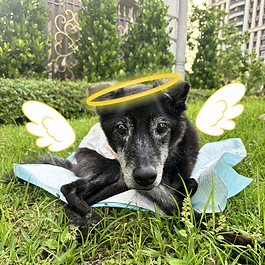 去年的今天牠心臟病很末期、不太舒服了，但在離世的3天之前，吊吊每天都吃得很開心！

同時牠也是脾氣壞壞的老寶寶，會很精明觀察家裡每個人的個性，挑選最好使喚的命令🤣。