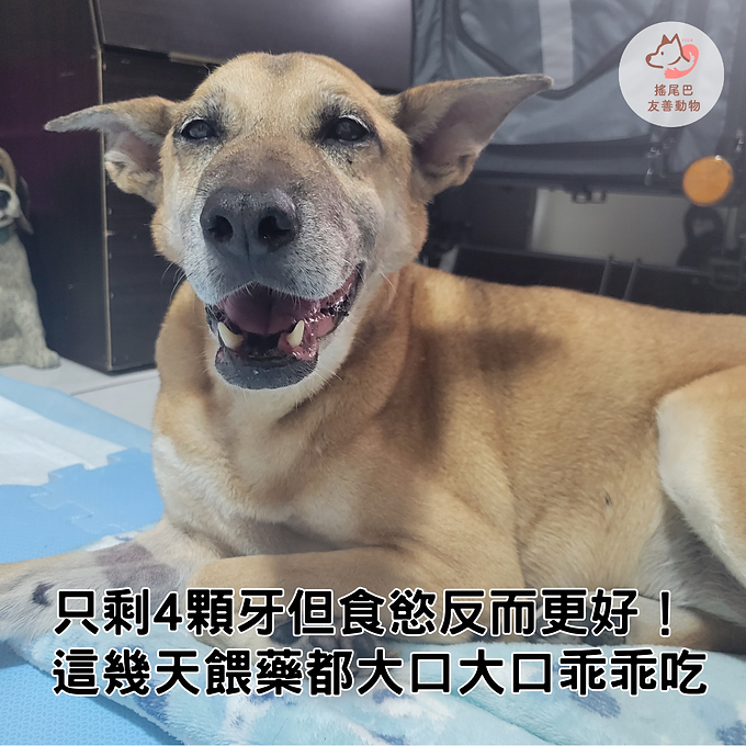 斑斑自2012年，僅僅兩、三個月大時被遺棄在清大，一轉眼，牠已經是13歲的老公公了。

協會這兩年時常帶著斑斑去擺攤、公益拍照等活動，每次都差點被斑斑嘴巴飄出的味道薰死😵；而在9/27洞洞驟然離世後，發現時間真的不等人😢，於是便加緊安排斑斑去全身檢查及處理口腔問題。

斑斑的健檢結果都大致正常😍！其中白血球、球蛋白相關數值紅字，高機率是嚴重牙周病導致；而尿檢紅字，則可能和前一晚開始禁食禁水有關，這部分可以再觀察。