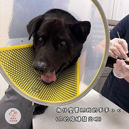 15歲乖狗上週常常舔手手，眼看牠越舔越起勁，外觀又看不出紅腫，我們趕緊帶去看醫生😱。

到了醫院，乖狗就開始八字眉，只好拿出零食來賄賂牠......還好乖狗老大還肯賞臉😆。