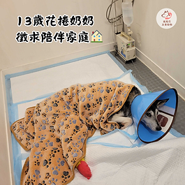 花捲這幾天都住院清創、輸液，但腎指數仍未下降到正常範圍，還沒有脫離危險期🥲；不過醫生說花捲精神還不錯！想尿尿也會站起來！拜託大家幫忙將這篇文分享出去，一起幫花捲加油打氣✊。