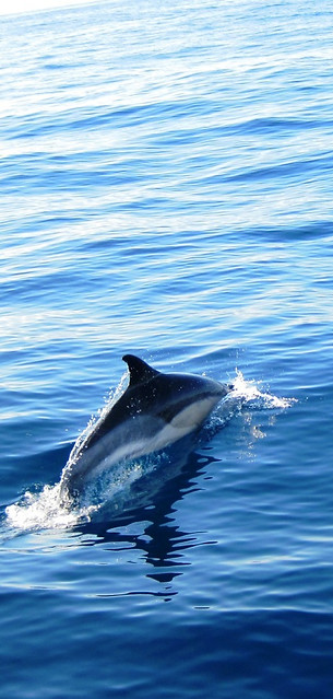 São Miguel Whale Watching with Marine Biologist