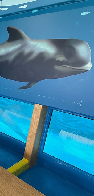 São Miguel Whale Watching with Marine Biologist