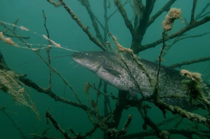 Tauchen In Karnten Klagenfurt Am Worthersee Kartner Seen