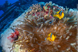 anemone fish