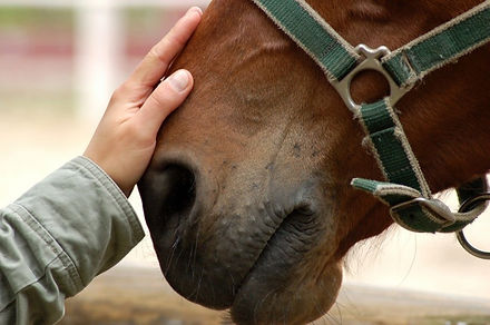 disagio del cavallo photos today