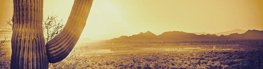 Del paisaje del desierto Cactus