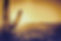 Desert Cactus Landscape