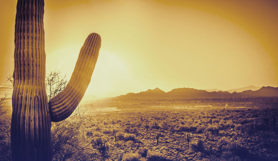 Desert Cactus Landscape