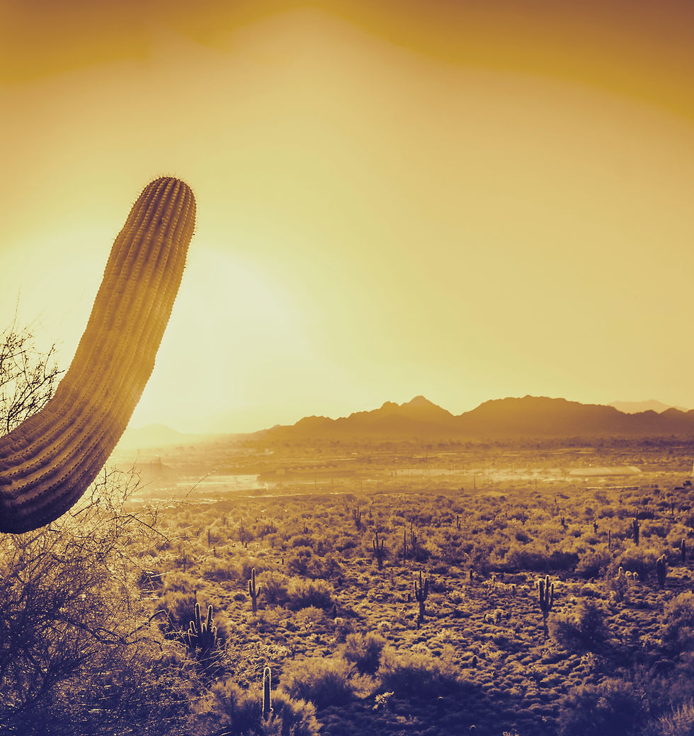 Desert Cactus Landscape