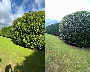 SCHOOL AYCLIFFE HEDGES.JPG