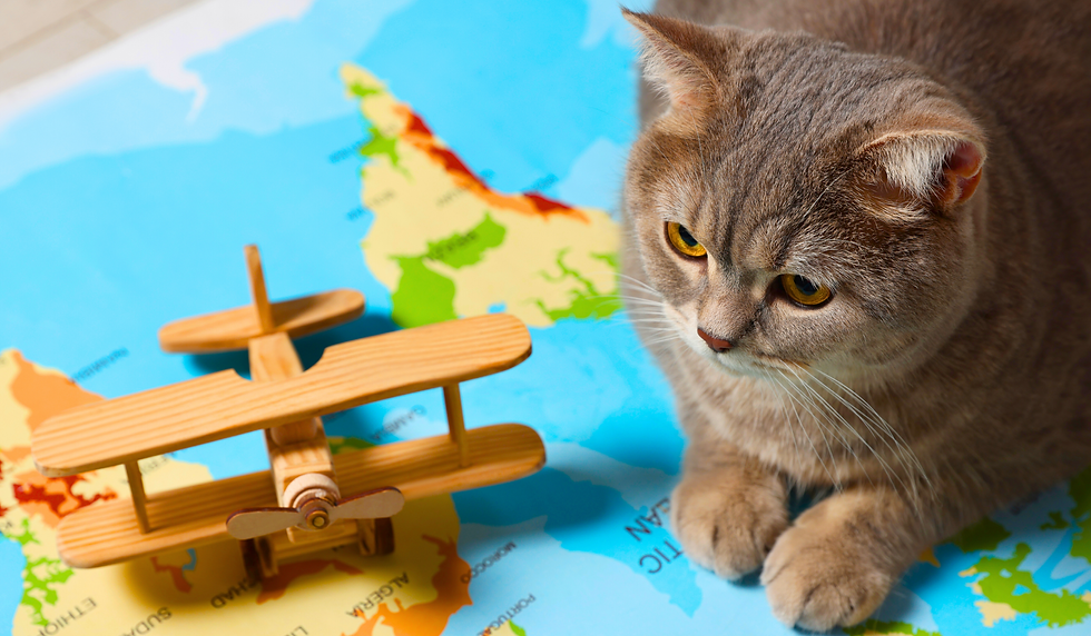 Quanto custa viajar com seu pet na cabine - Milessis Travel Group