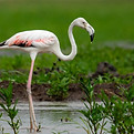 flamingo-blog-2.jpg