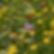 BM-FlowerMeadow-5-HiRes.jpg