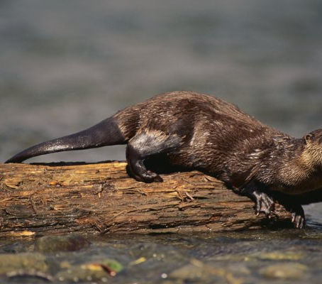 Low Flows, High Stakes: A River Otter’s Guide to the 2026 Rogue River Drought 