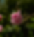 AMC-068_edited.png