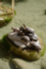 LesDeuxTours_0174-Aline-Friant-Hoste (1).jpg