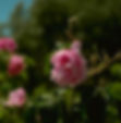 Close-up of fragrant pink roses blooming in the Valley of Roses, symbolizing the natural beauty and rejuvenating energy of Moroccan horseback adventures.