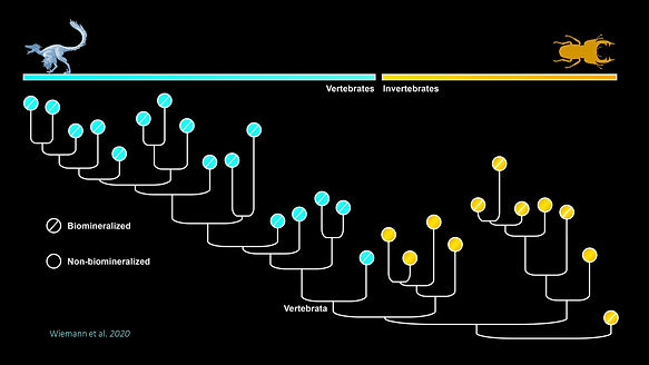 Phylogenetic signal