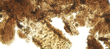 Dinosaur cells, blood vessel, and bone m
