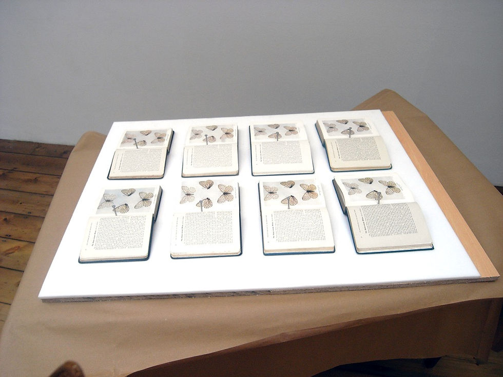 Black-veined Whites