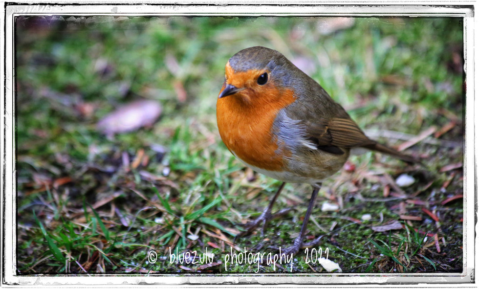 Cannich Red Robin