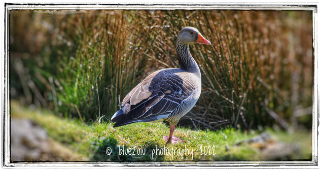 A mono pedic Canadian goose!.jpeg