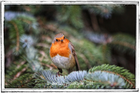 Waistecoated Robin