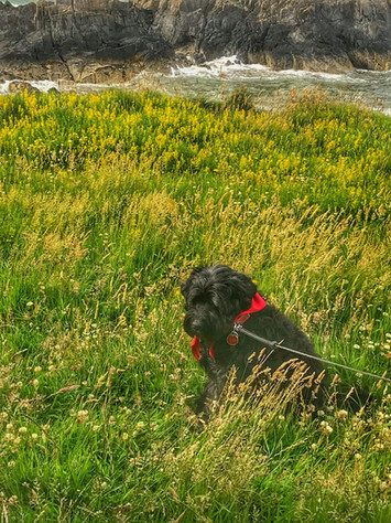Wee Tashi relaxing in the grass