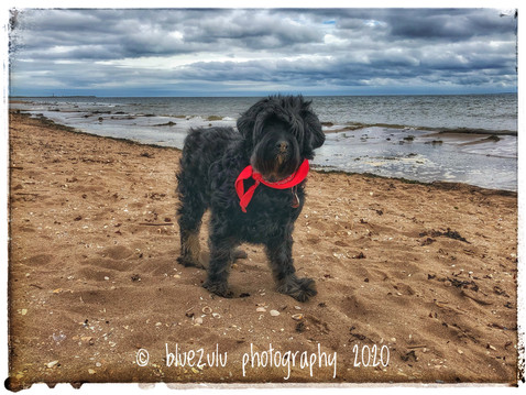 Tashi on the beach at Monifieth
