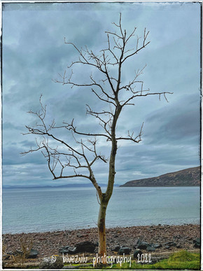Yet to spring into life!.jpeg