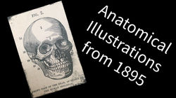 Anatomical Illustrations