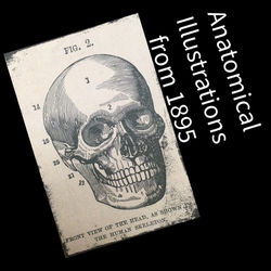 Anatomical Illustrations